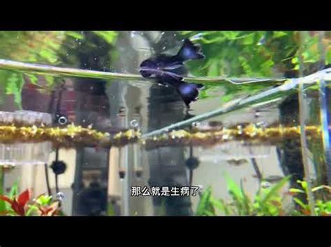 死掉的魚怎麼處理|3种方法来判断鱼死没死